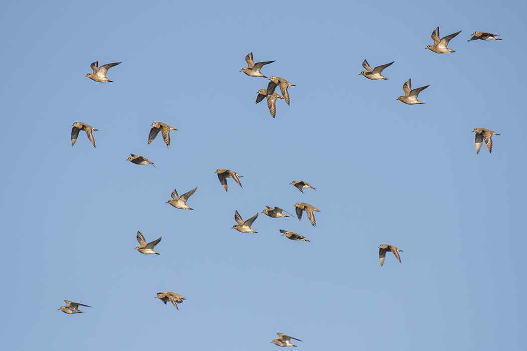 European Golden-Plover